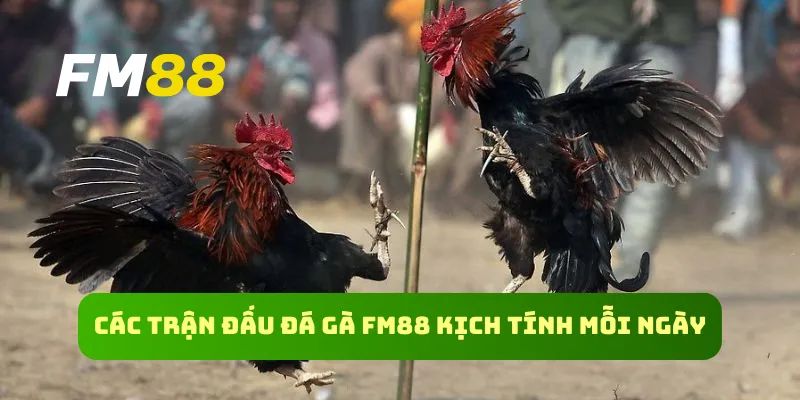 Các loại cược đá gà FM88