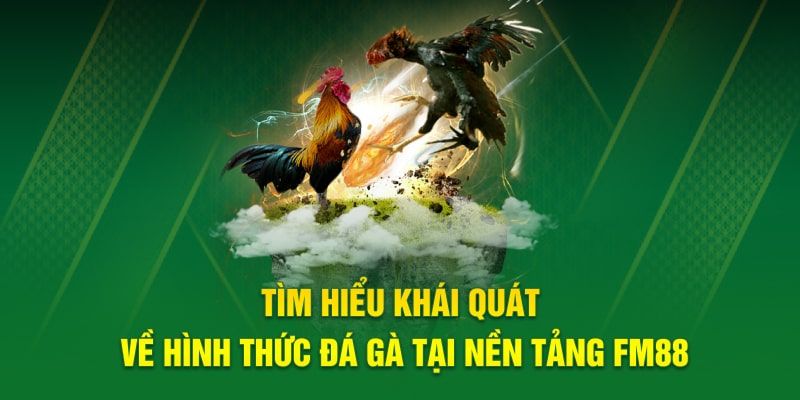 Tìm hiểu về đá gà FM88